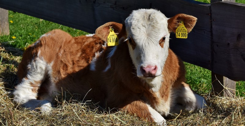 Education vital for future farmers